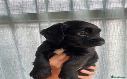 Cocker Spaniel dogs for sale: KC REG FIELD TRIAL SIRED COCKER SPANIEL PUPPIES  - Image 5