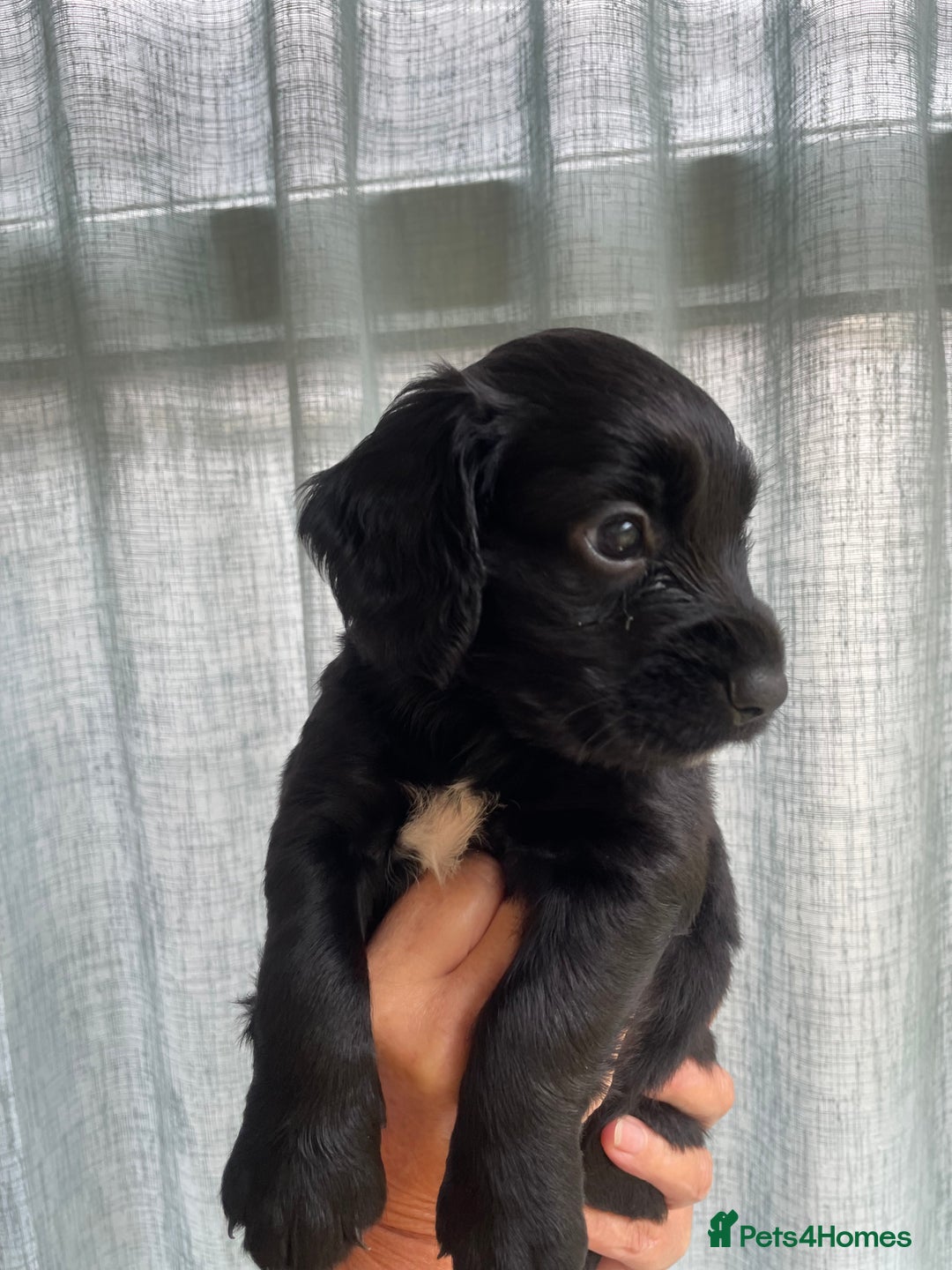 Cocker Spaniel dogs for sale: KC REG FIELD TRIAL SIRED COCKER SPANIEL PUPPIES  - Image 5