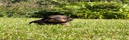Dachshund dogs for sale: Standard Wire-Haired Dachshund Puppies - Advert 36