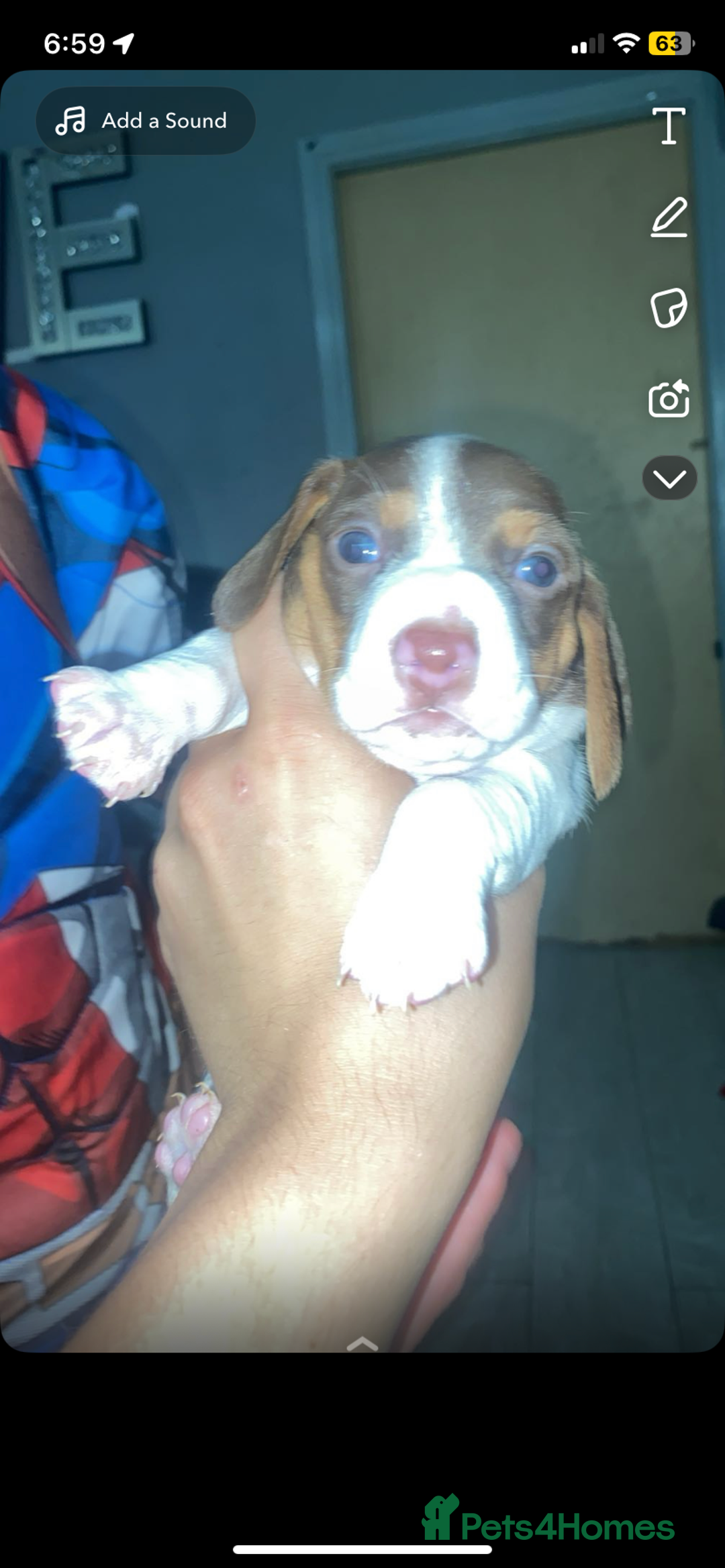 Miniature Dachshund dogs for sale: Miniature dachshund  in Oldham - Image 6