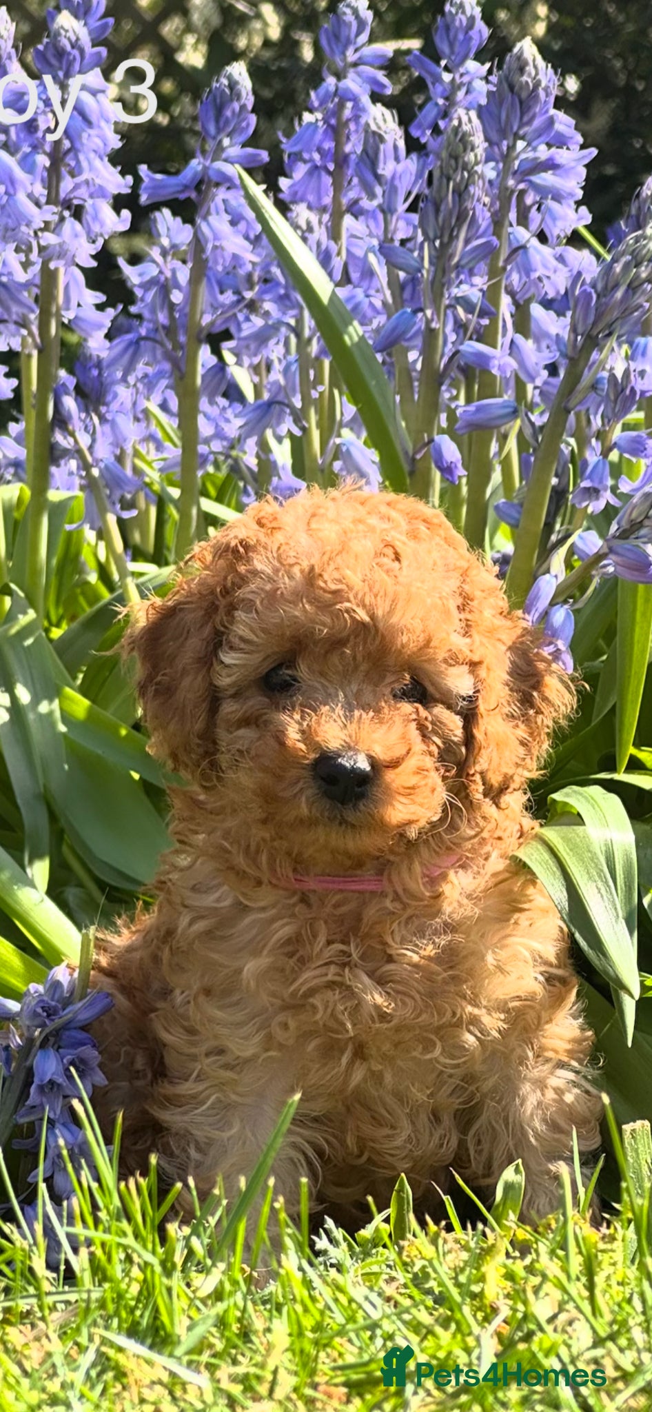 Toy Poodle dogs Toy Poodle Puppies  - Advert 3