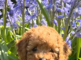 Toy Poodle dogs Toy Poodle Puppies - Advert 3