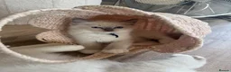 Ragdoll cats for sale: Pure Ragdoll Boys Available now  - Advert 26