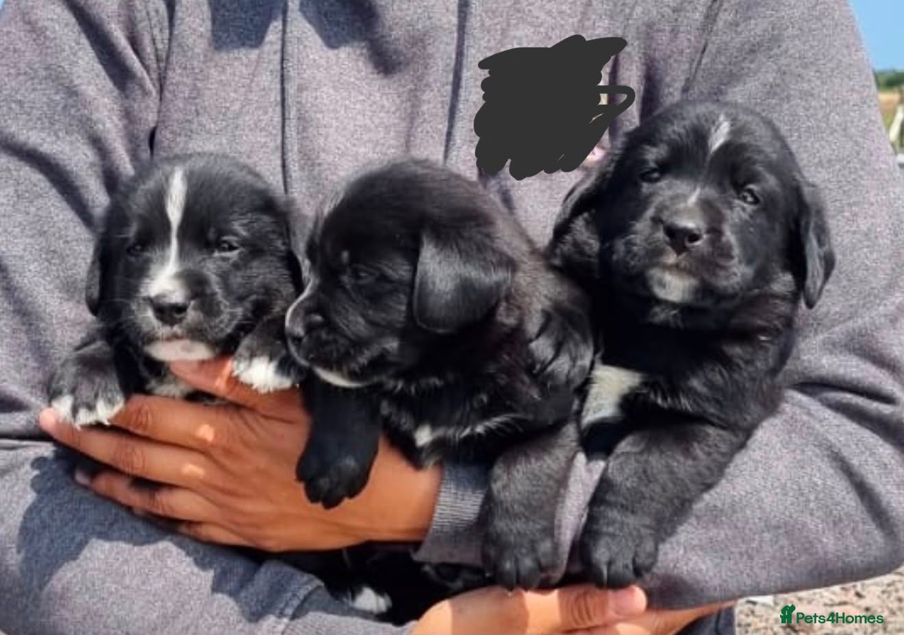 Mixed Breed dogs Gorgeous chunky Labernese puppies - Advert 1