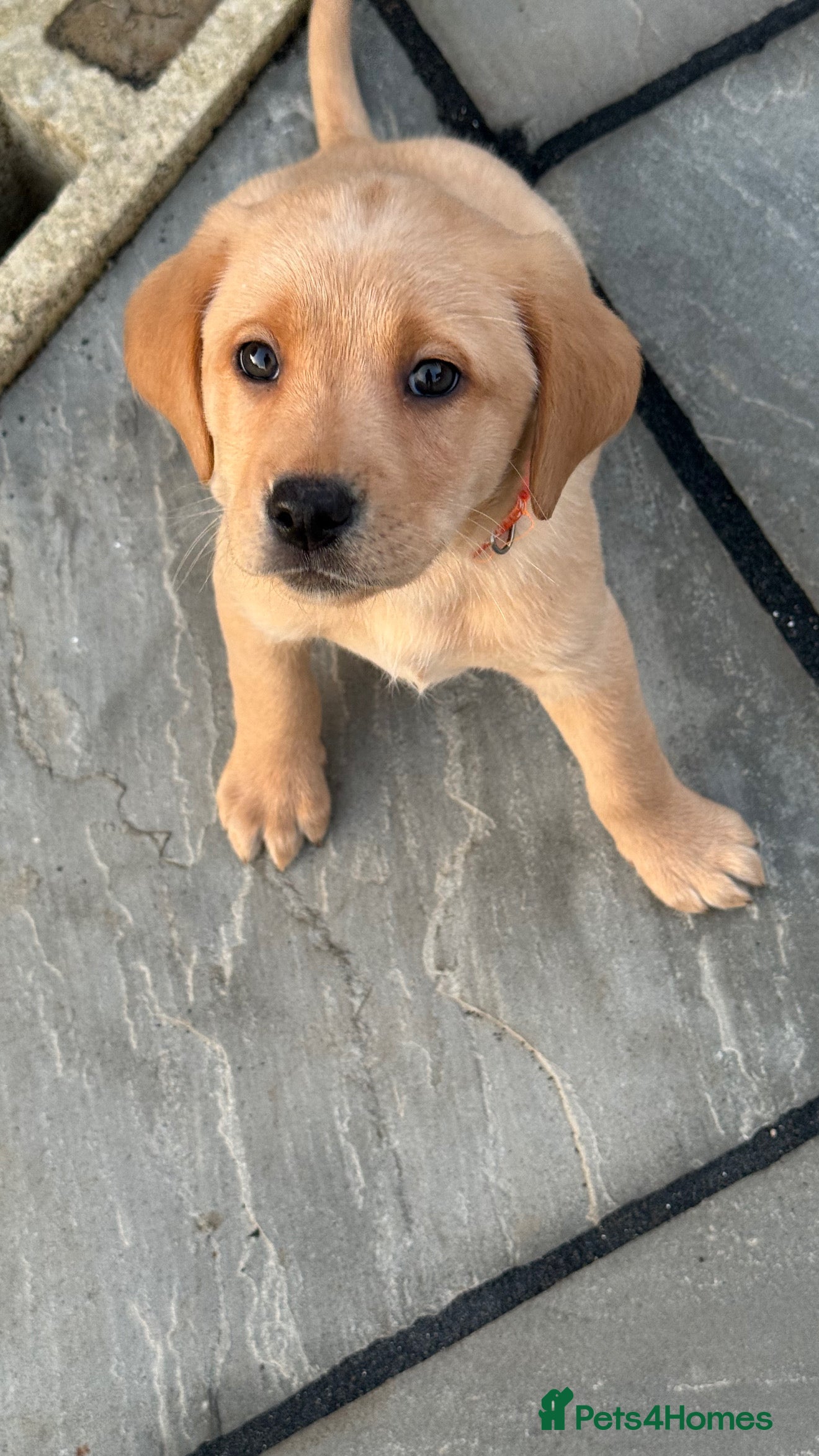 Labrador Retriever dogs Labrador retriever rehoming  - Advert 4