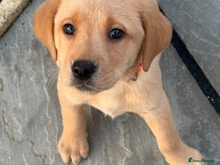 Labrador Retriever dogs Labrador retriever rehoming - Advert 1