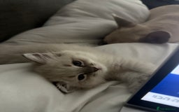 Ragdoll cats for sale: GCFF and FIFE Ragdoll.Champions line!Available now - Image 13