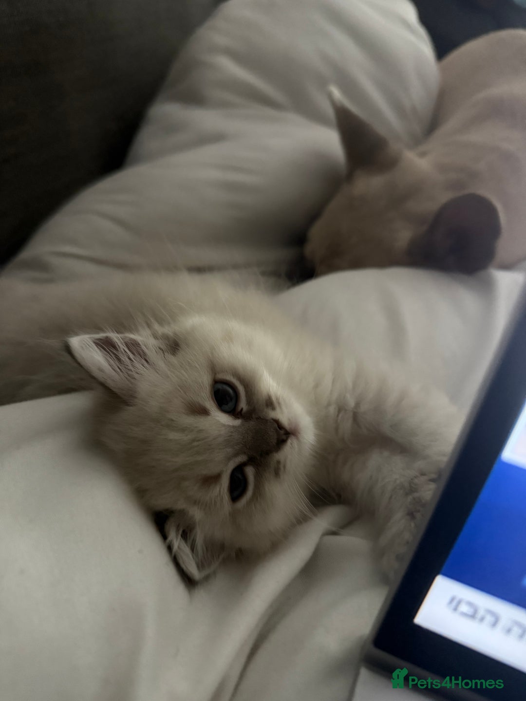 Ragdoll cats for sale: GCFF and FIFE Ragdoll.Champions line!Available now - Image 13