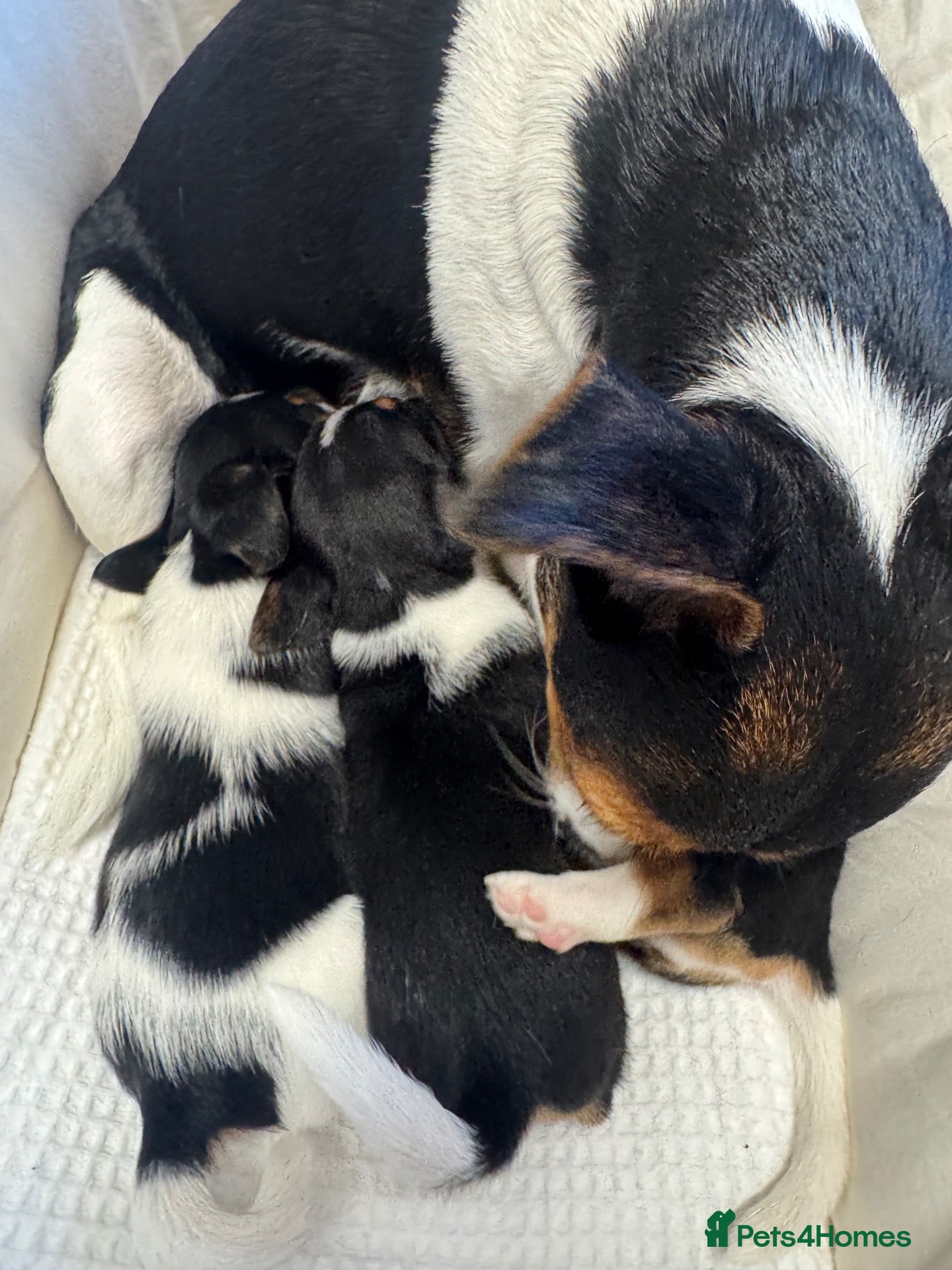 Jack Russell dogs Full Jack tussle pups  - Advert 18