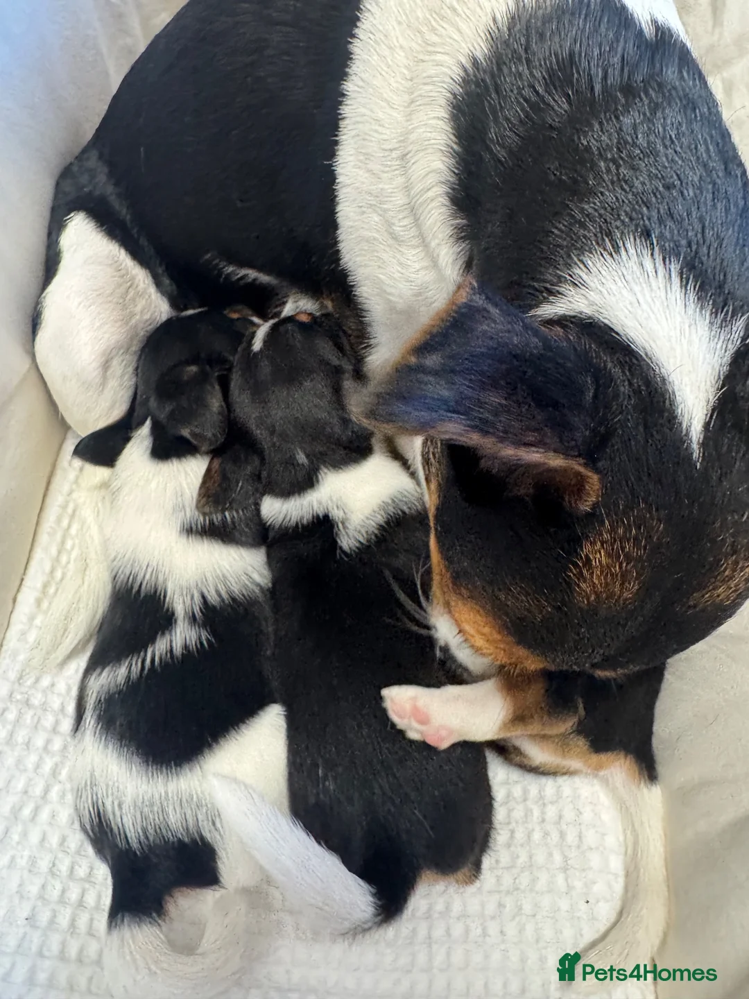 Jack Russell dogs for sale: Full Jack tussle pups  in Middlesbrough - Advert 1