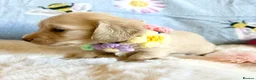 Miniature Dachshund dogs for sale: Cream long haired kc ready to go now - Advert 35