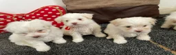 Bichon Frise dogs for sale: 3 adorable boys  - Advert 3