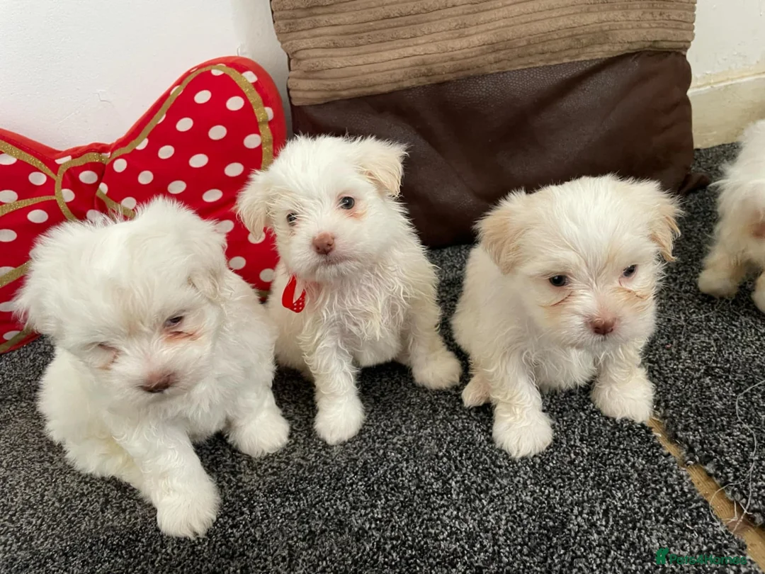 Bichon Frise dogs for sale: 3 adorable boys  - Advert 3