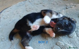 Mixed Breed dogs for sale: Jackweenie puppies - Image 9