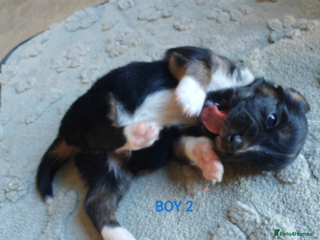 Mixed Breed dogs for sale: Jackweenie puppies - Image 9