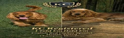 Cocker Spaniel dogs for stud: Stunning  Cocker Spaniel for stud - Advert 2