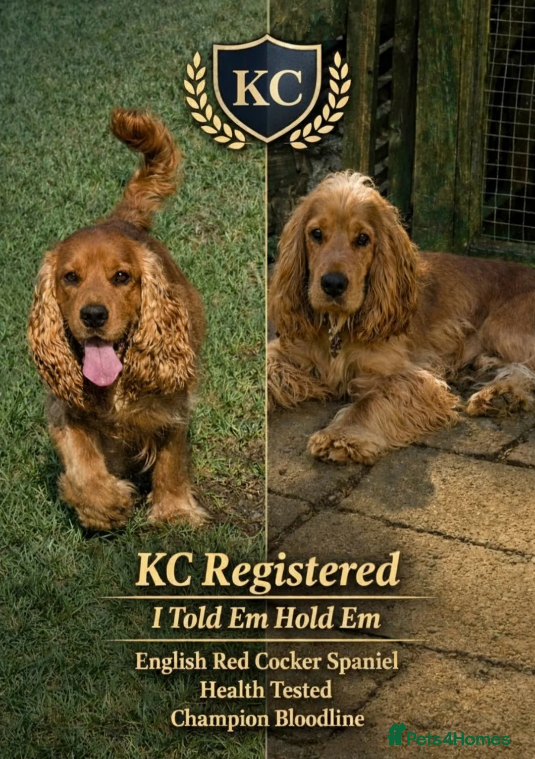 Cocker Spaniel dogs for stud: Stunning  Cocker Spaniel for stud - Advert 2