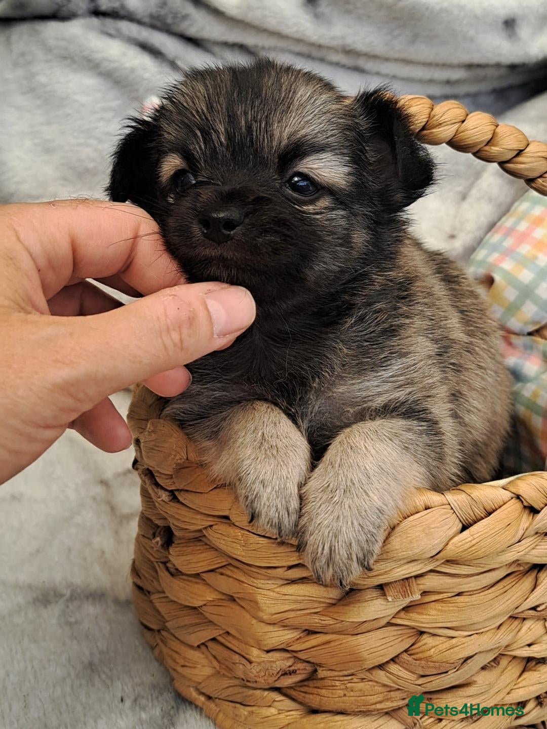 Chihuahua dogs 1 Wolf Sable boy available long Coat Chihuahua pup - Advert 19