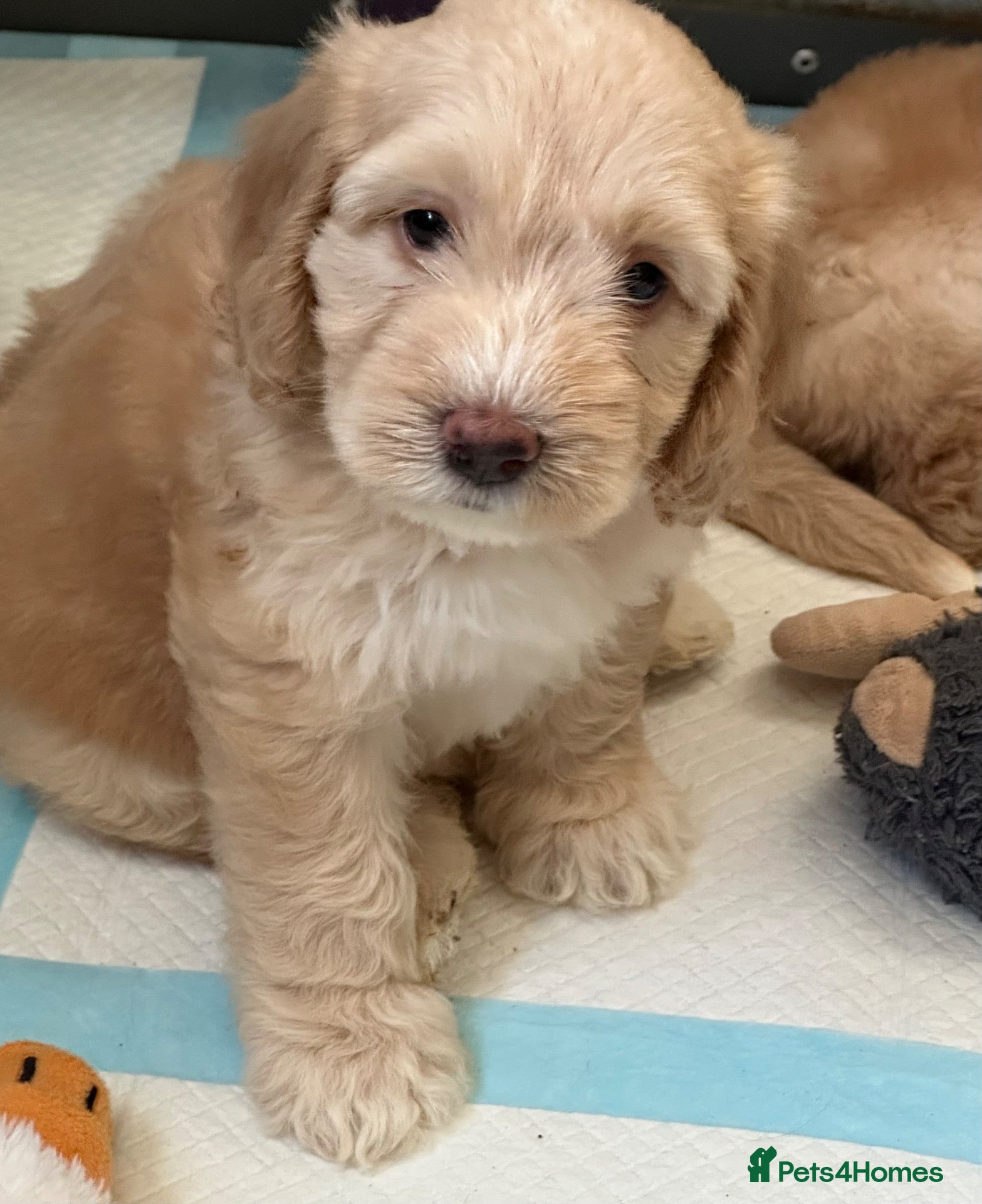 Mixed Breed dogs Unique sheepadoodle mix  - Advert 17