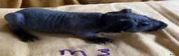 Guinea Pig rodents for sale: Skinny pig pups. Boys only  - Advert 1