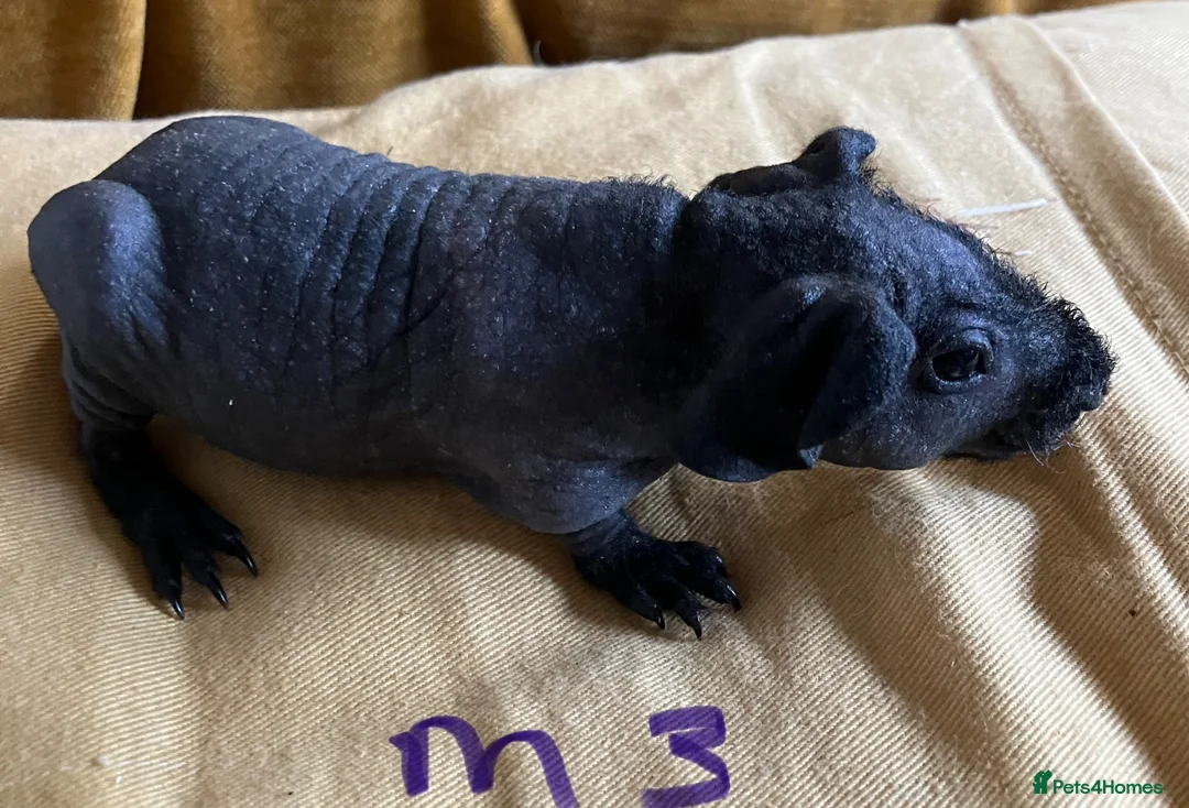 Guinea Pig rodents for sale: Skinny pig pups. Boys only  - Advert 1