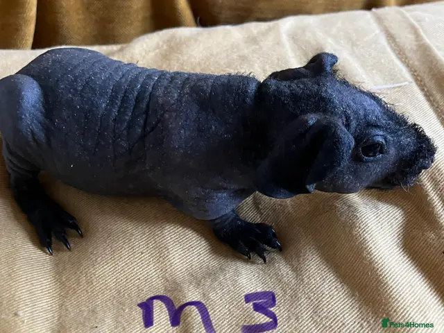 Guinea Pig rodents for sale: Skinny pig pups. Boys only - Advert 1