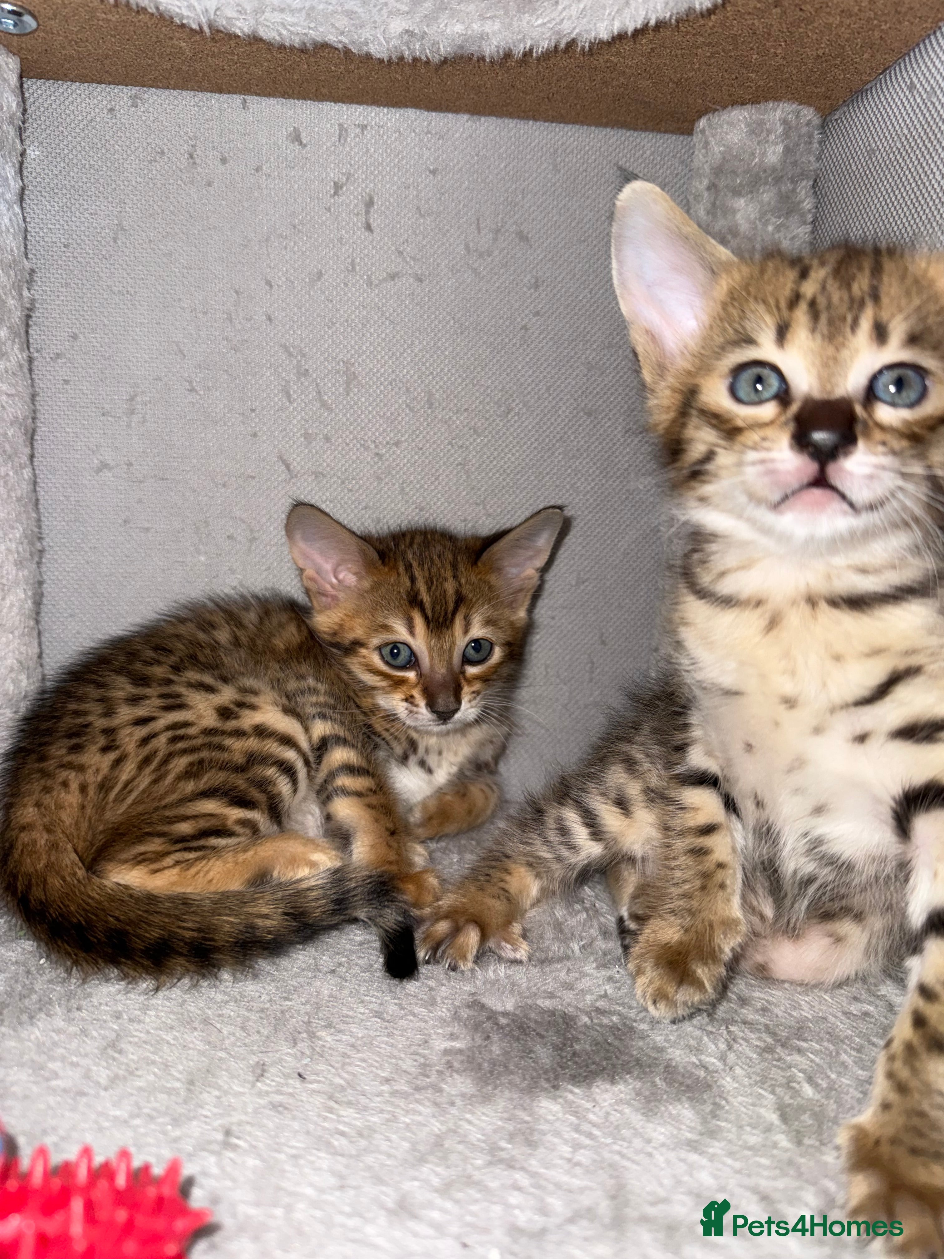 Savannah cats TICA Reg F3 Savannah Kittens HIGH PERCENTAGE - Advert 1