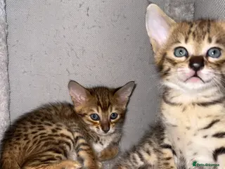 Savannah cats TICA Reg F3 Savannah Kittens HIGH PERCENTAGE - Advert 12