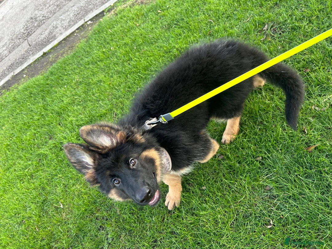 German Shepherd dogs for sale: 7 month old female GSD - Advert 7