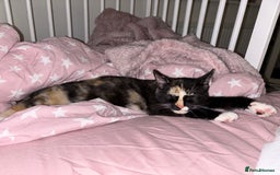 Mixed Breed cats for sale: 2 indoor female cats  - Image 6