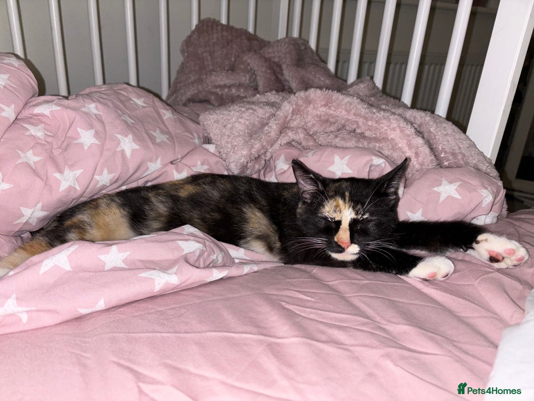 Mixed Breed cats for sale: 2 indoor female cats  - Image 6