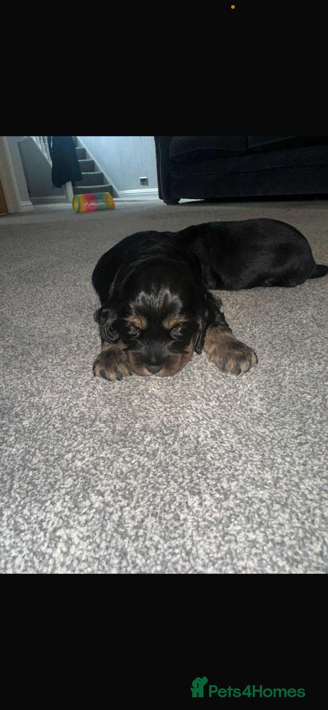 Cocker Spaniel dogs for sale: 2 boy cocker spaniel puppies  - Image 9
