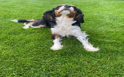 Cavalier King Charles Spaniel dogs for sale:  Beautiful 5-year-old King Charles Cavalier ❤️ - Image 3