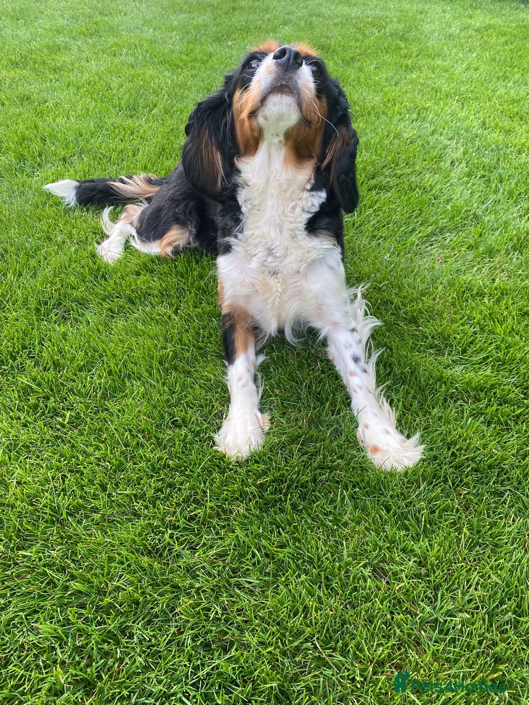 Cavalier King Charles Spaniel dogs for sale:  Beautiful 5-year-old King Charles Cavalier ❤️ - Image 3