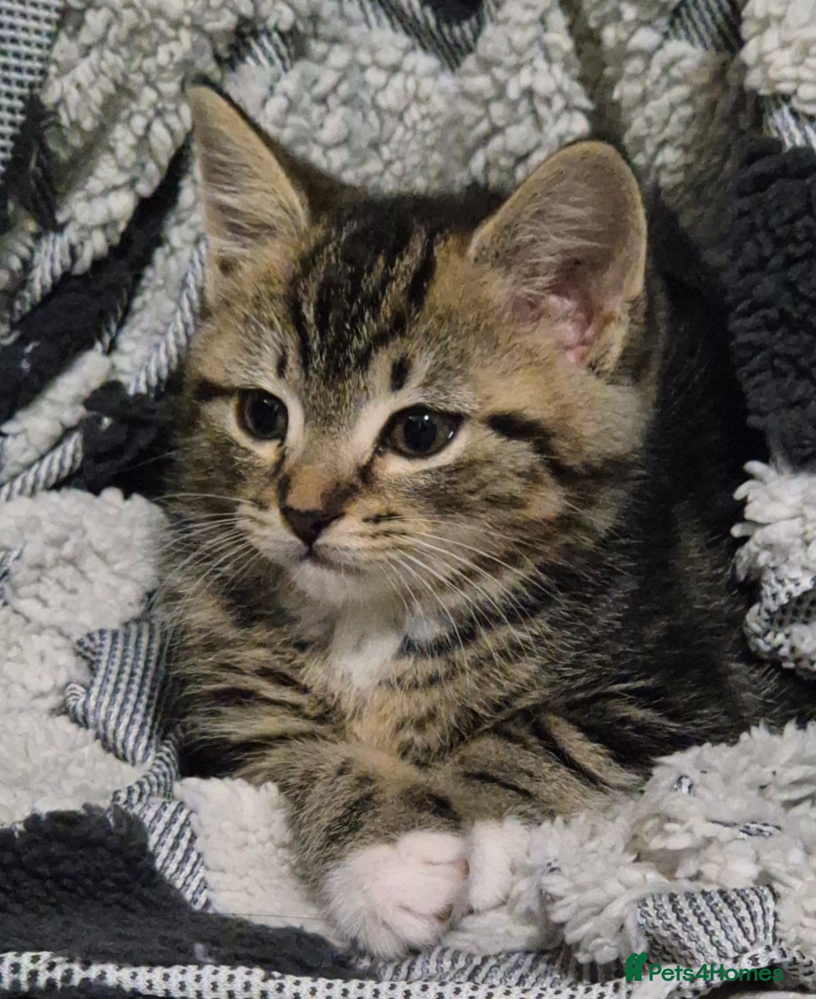 Abyssinian cats Kittens Looking for Loving Homes - Advert 4