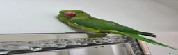 Ringnecks birds for sale: Hand-Reared Baby. R Ringnecks  for Sale  - Advert 3
