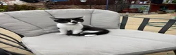Mixed Breed cats for sale: Beautiful black-white male kitten, 3 months old in Minehead - Advert 2