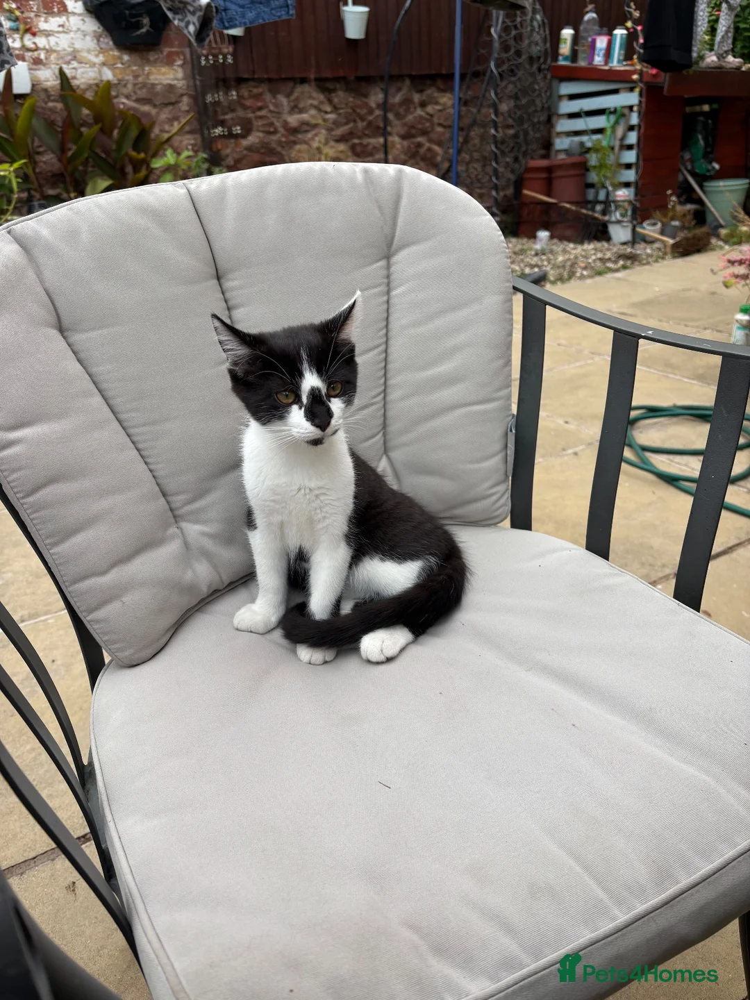 Mixed Breed cats for sale: Beautiful black-white male kitten, 3 months old in Minehead - Advert 2