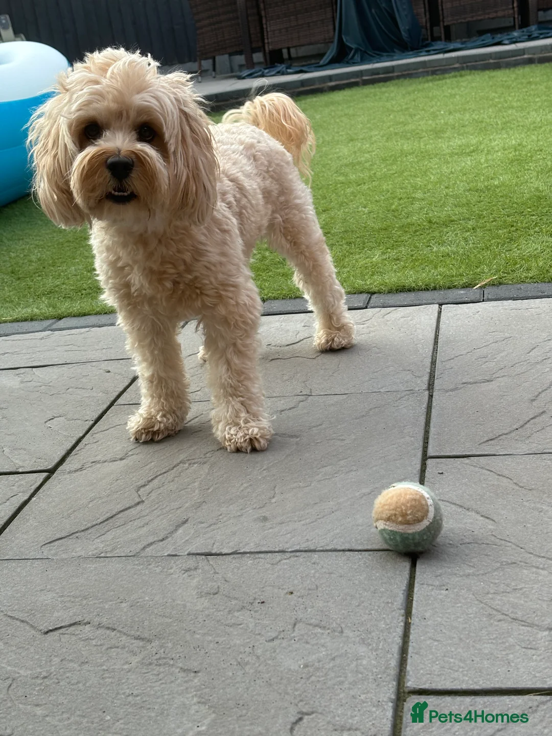 Cavapoo dogs for stud: Stunning Cavapoo for Stud (Proven) in Grays - Advert 2