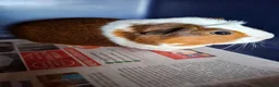 Guinea Pig rodents for sale: Mixed Breed Male Guinea Pig - Advert 7