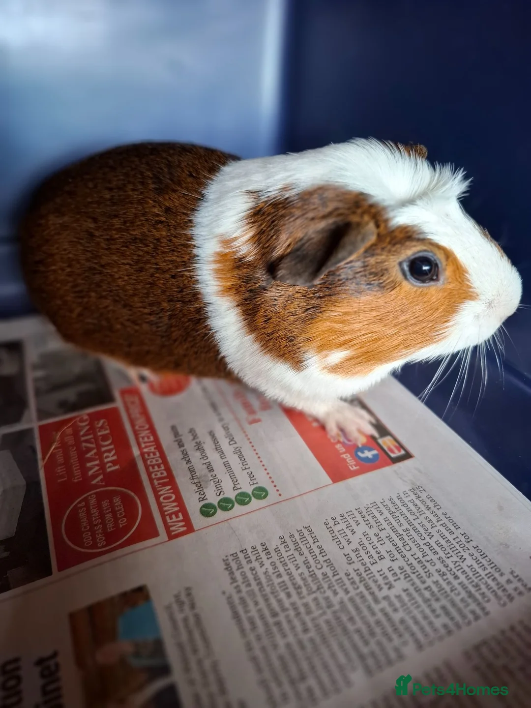 Guinea Pig rodents for sale: Mixed Breed Male Guinea Pig - Advert 7