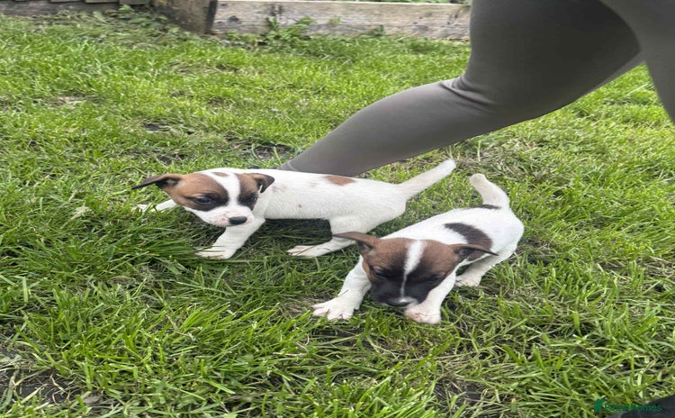 Jack Russell dogs - Advert 1