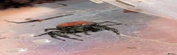 Spiders invertebrates for sale: Phiddipus carneus  - Advert 1