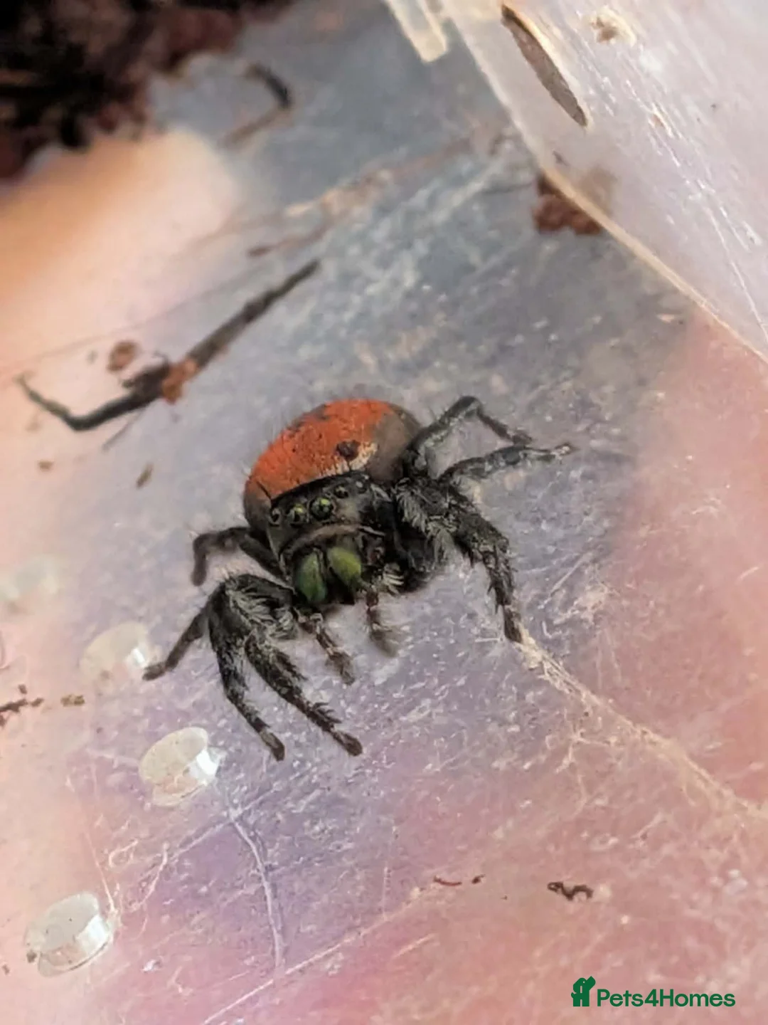 Spiders invertebrates for sale: Phiddipus carneus  - Advert 1