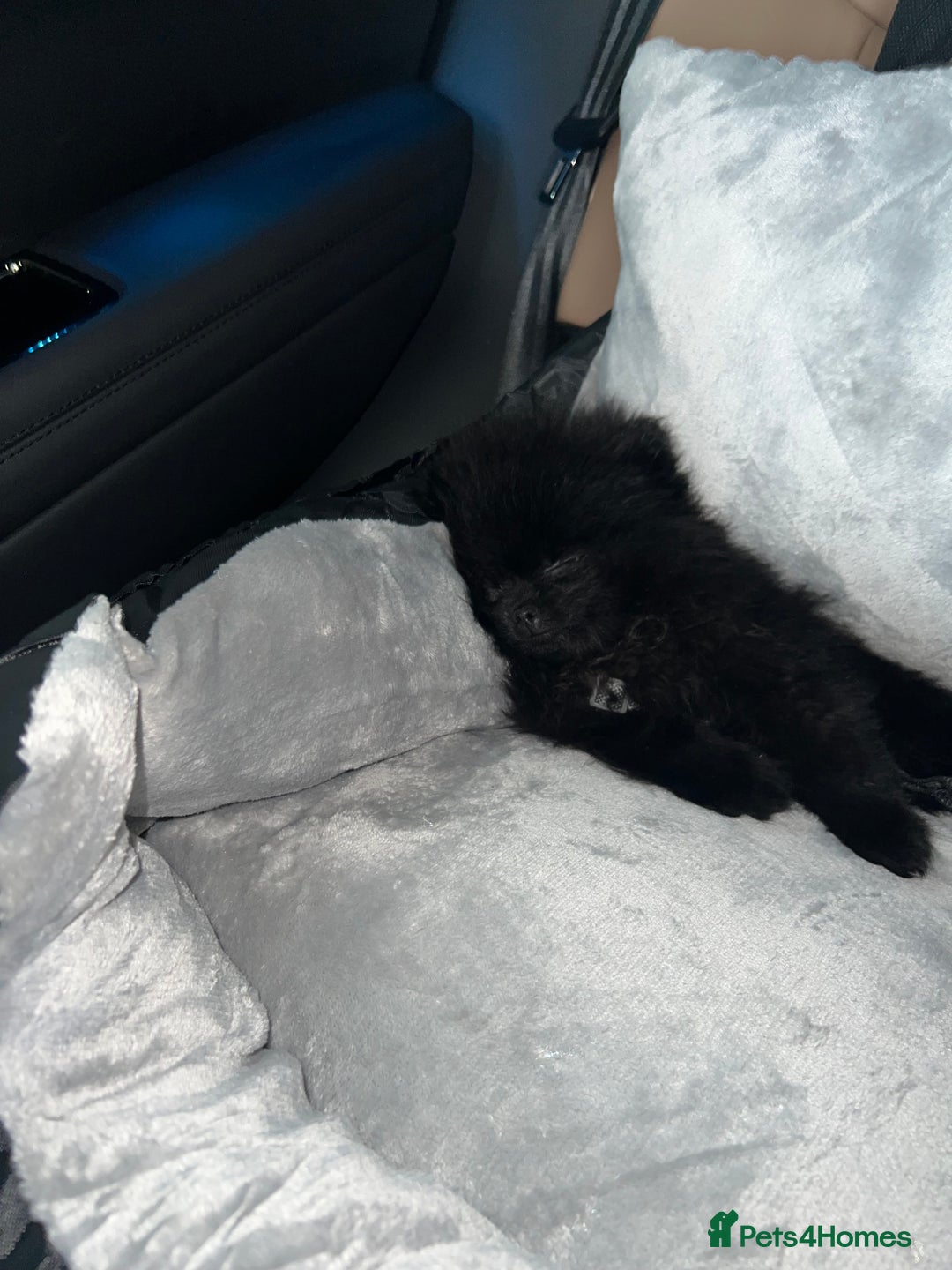 Pomeranian dogs for sale: Black Beauty - Advert 5