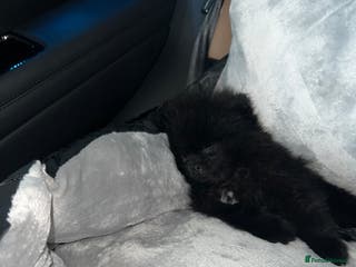 Pomeranian dogs Black Beauty - Advert 4