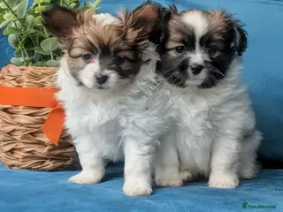 Papillon dogs Stunning papillon girls - Advert 2