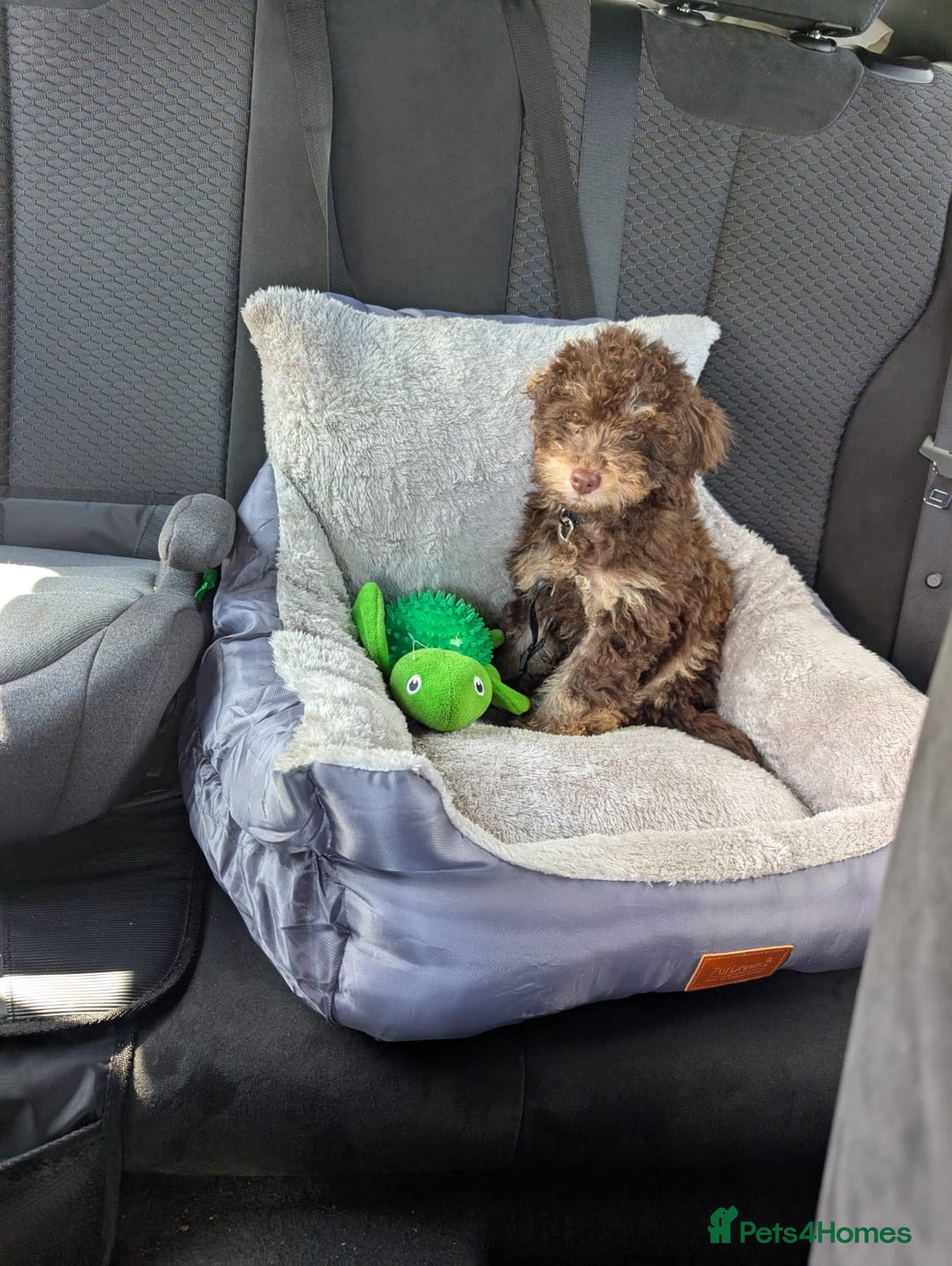 Cockapoo dogs for sale: Boy cockapoo  - Image 6