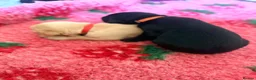Labrador Retriever dogs for sale: 🐾Beautiful Labrador Puppies - 1 LEFT 🐾  - Advert 7