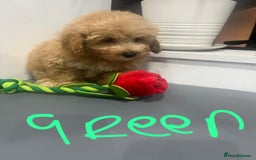 Coton De Tulear dogs for sale: Cotonoodle - Image 13